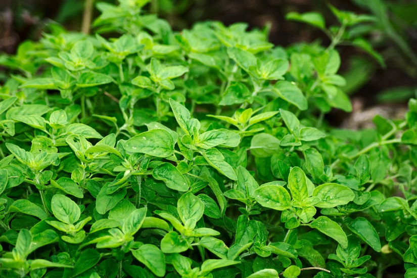 Bon plan : Grande vente de plantes dès 1€ par la Mairie de Paris&nbsp;!